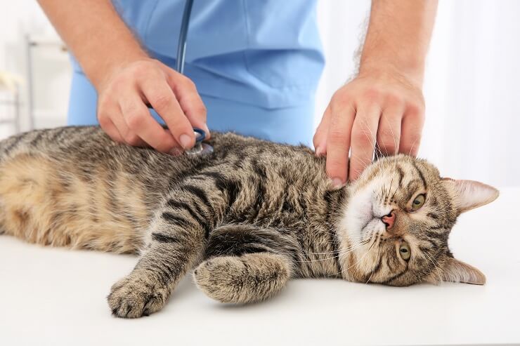 Gatto che viene controllato dal veterinario