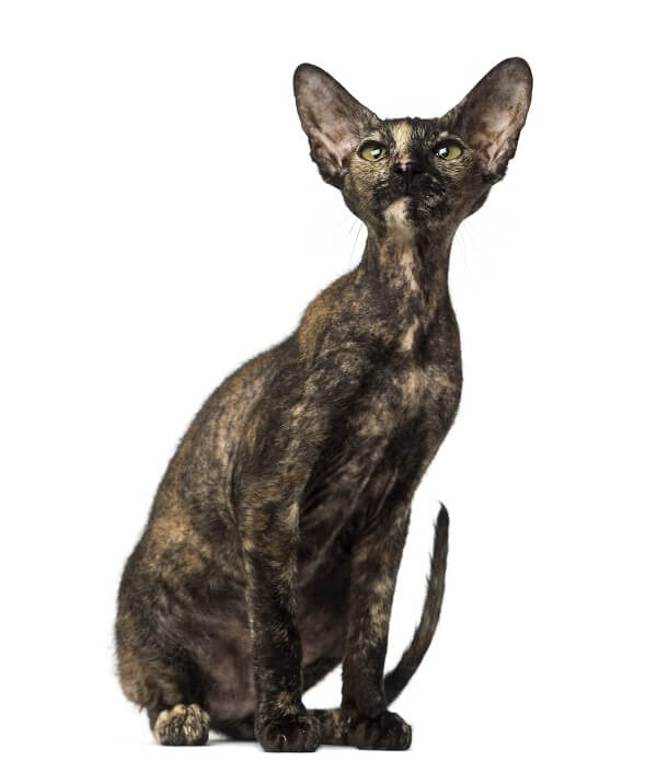 Peterbald Storia del gatto