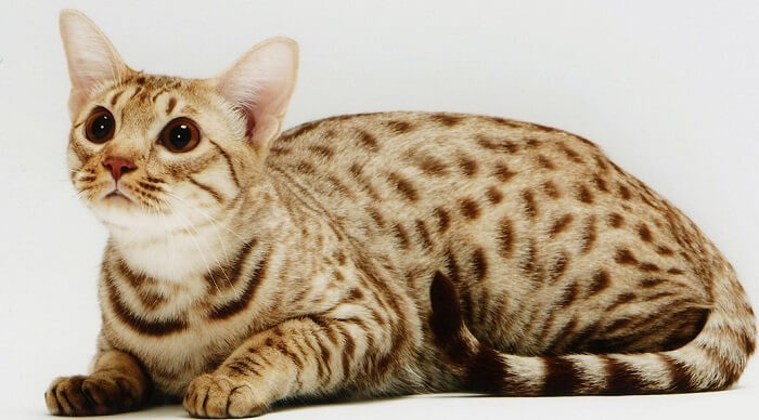 About the Ocicat Gatto