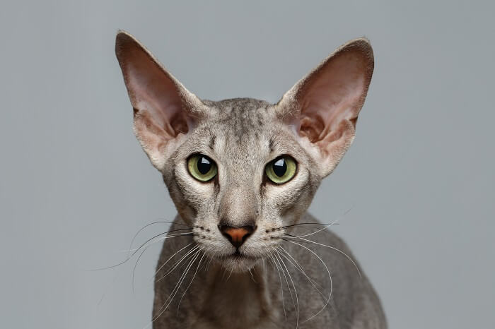 divertente Peterbald