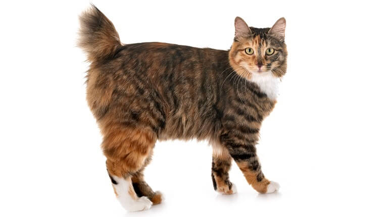 Bobtail delle Curili Cat Care