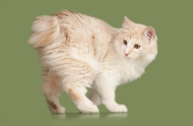 About the Bobtail delle Curili Gatto