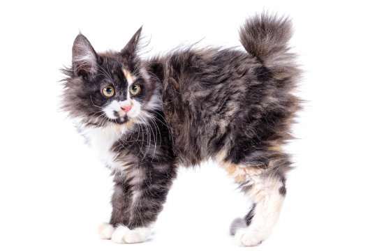 Bobtail delle Curili