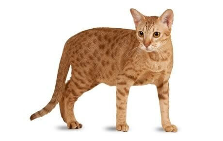 Ocicat Storia del gatto