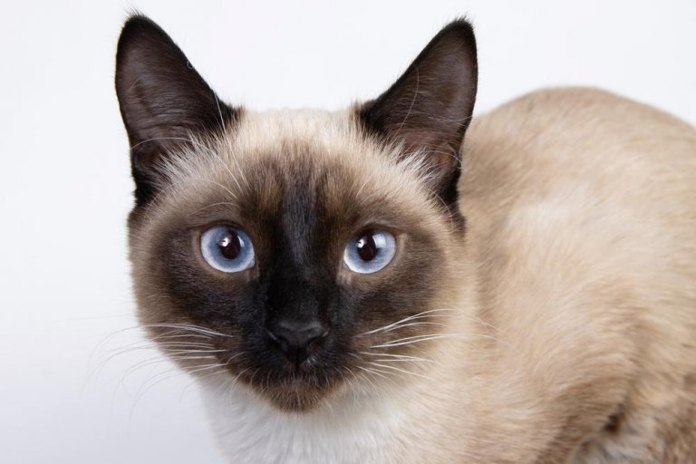 About the Gatto tailandese (siamese vecchio stile) Gatto