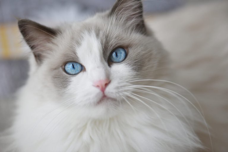 Ragdoll Storia del gatto