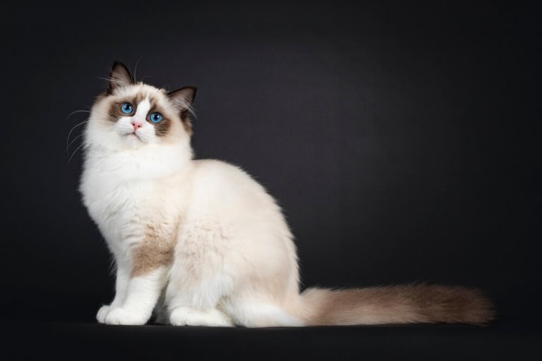 About the Ragdoll Gatto