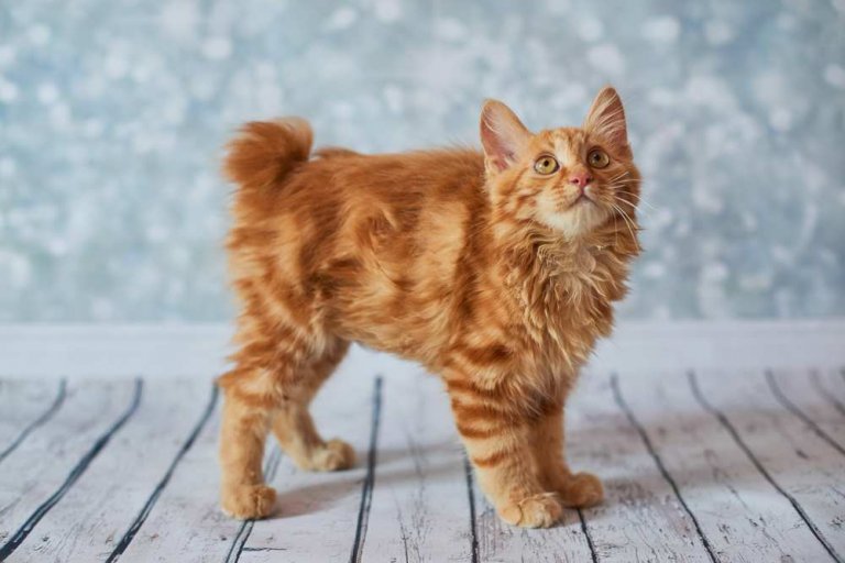 Bobtail americano Storia del gatto