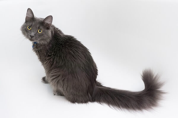 About the Nebelung Gatto