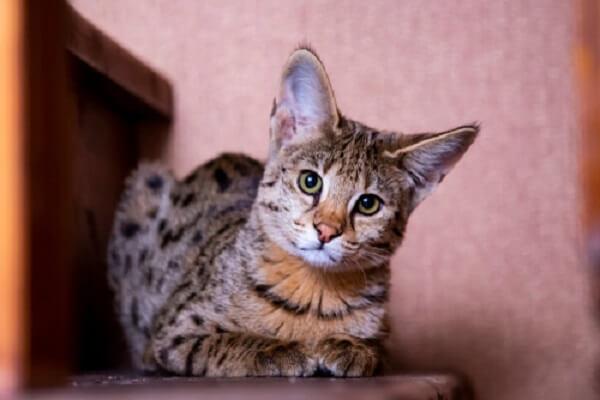 Gatto Savannah Cat