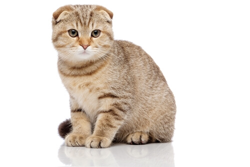 Gatto Scottish Fold