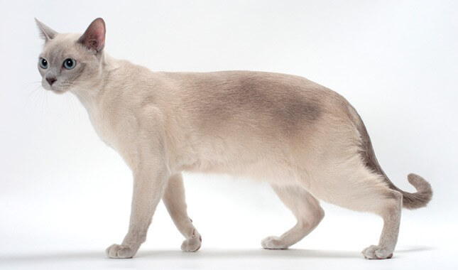 About the Tonkinese Gatto