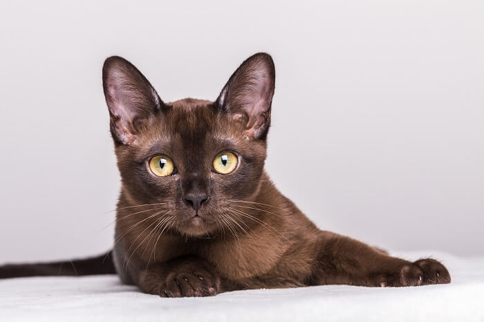 Elegante gatto birmano che ostenta la sua presenza accattivante.