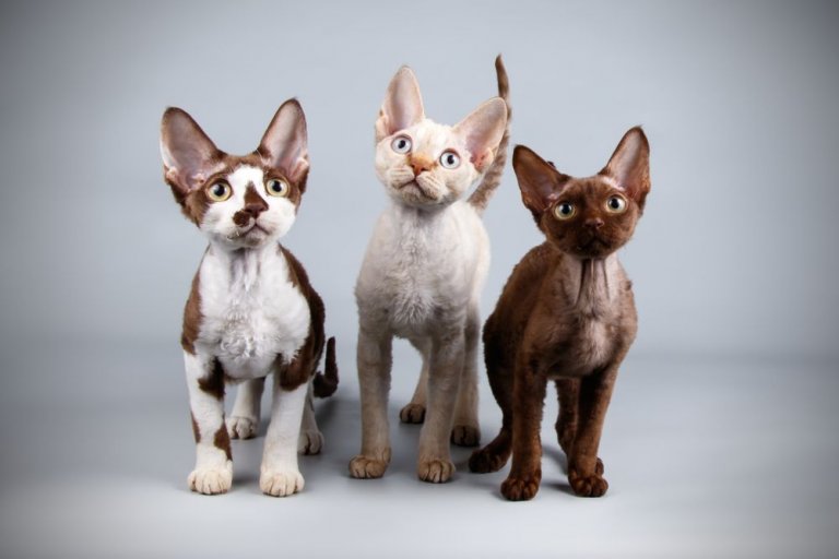 About the Devon Rex Gatto