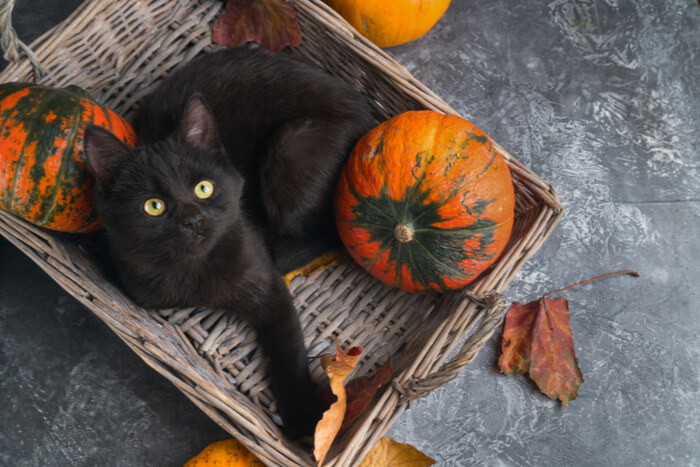 Un'immagine illustrativa che evidenzia i benefici della zucca per i gatti.