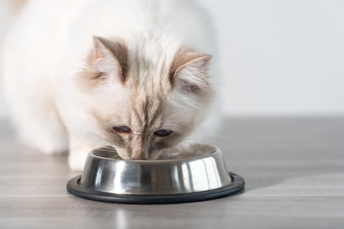 Aspetti negativi del consumo di zucca per i gatti