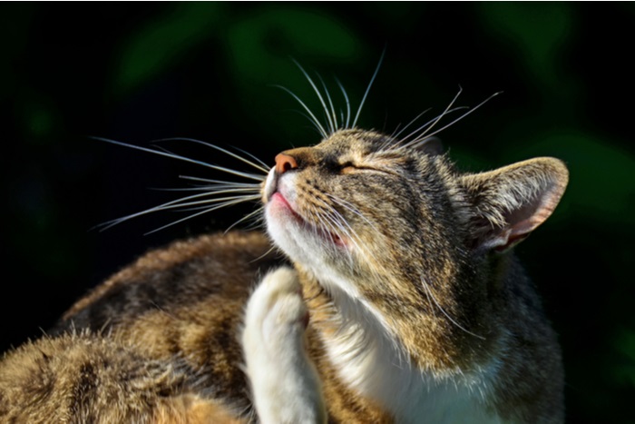 graffi del gatto dovuti ad allergie