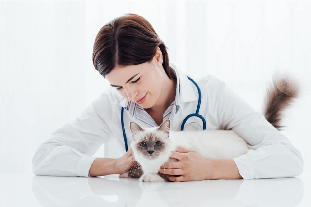 gatto bianco e un veterinario