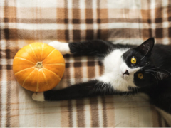 An informative image addressing the topic of whether pumpkin is good for cats.