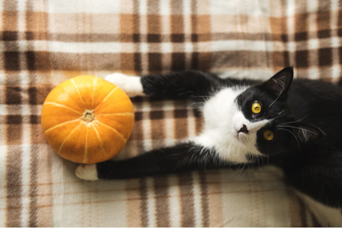 Un'immagine informativa che affronta il tema se la zucca faccia bene ai gatti.