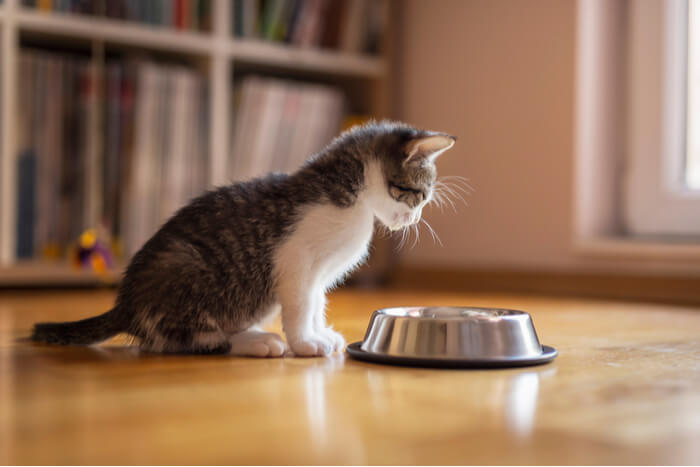 L'immagine mostra un adorabile gattino vicino a una ciotola per il cibo decorata con una zucca, probabilmente alludendo a un contesto stagionale o festivo.