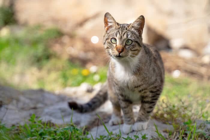 Gatto strabico