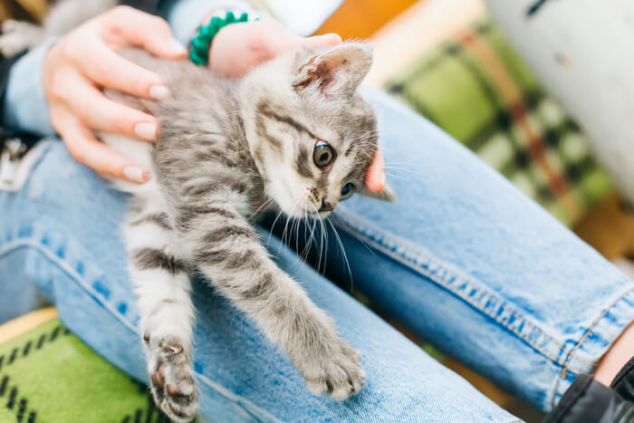 Un'immagine che illustra l'argomento di come intervenire quando un gatto vomita sangue.