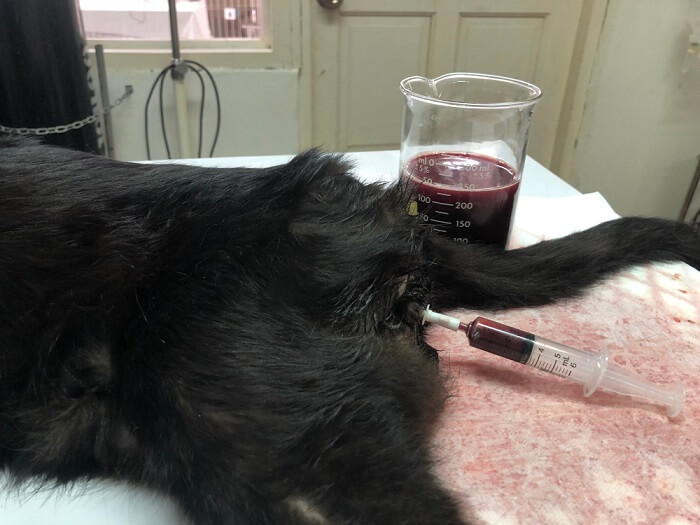 Un'immagine che raffigura la presenza di sangue nell'urina di un gatto, potenzialmente indicativo di un problema medico, che richiede attenzione e cura.