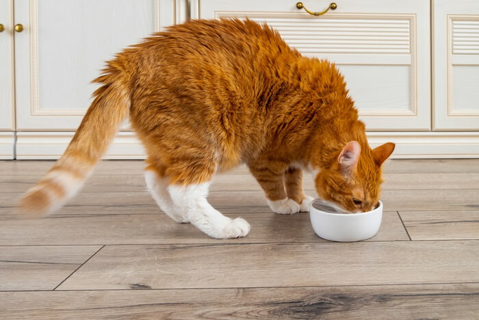 Gatto che si gode un pasto dalla sua ciotola