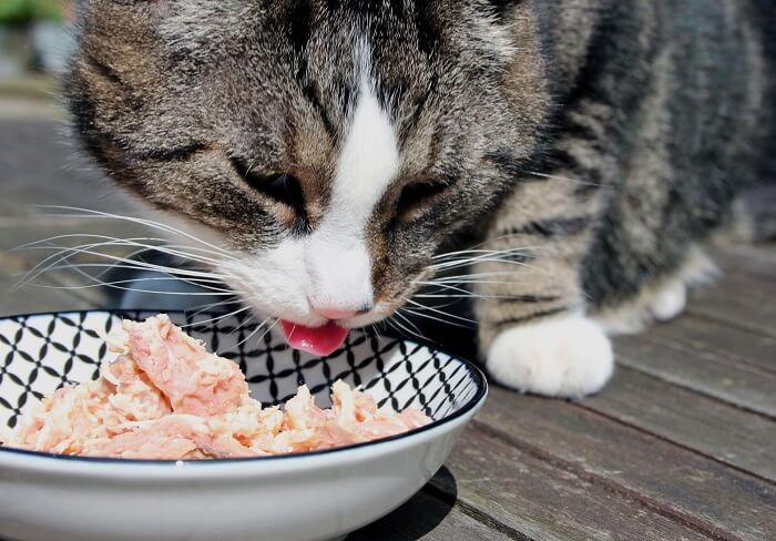 Foto di un gatto che gusta con entusiasmo un pasto a base di pollo macinato, che mostra una potenziale opzione di dieta casalinga se opportunamente supervisionata e valutata.