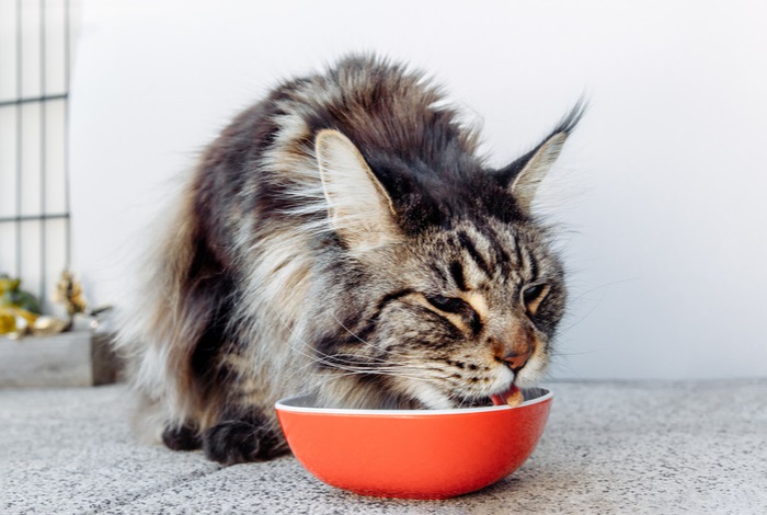 Quanto dare da mangiare a un gatto per perdere peso