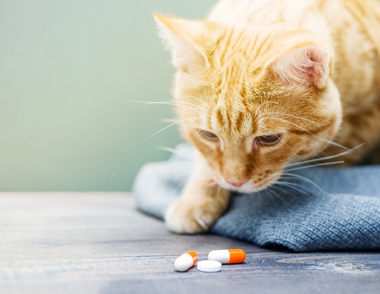 gatto che guarda la capsula della medicina