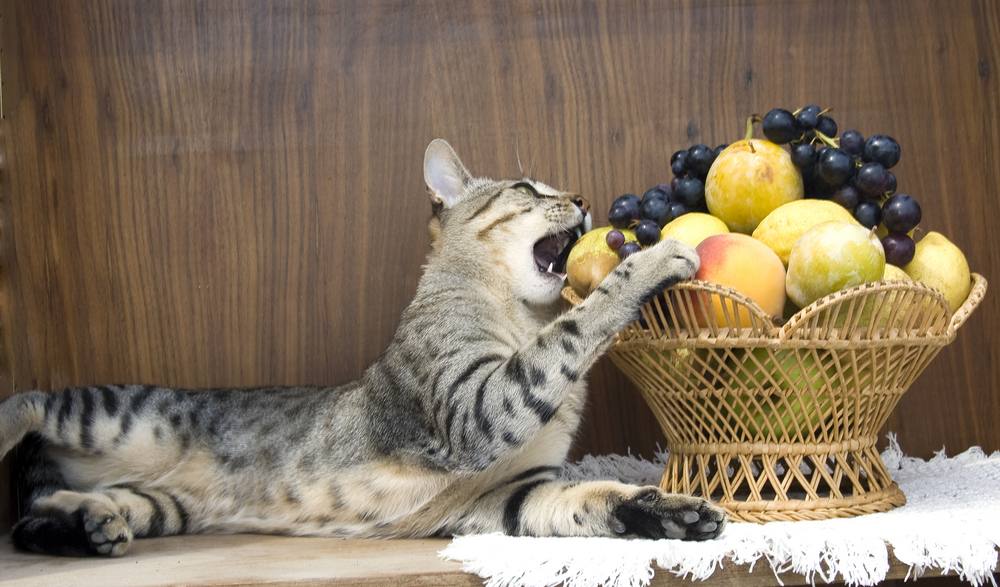 il gatto mangia la frutta nel cestino