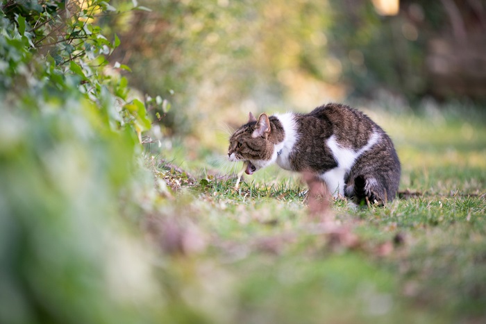 Trattamento per il vomito di sangue nel gatto