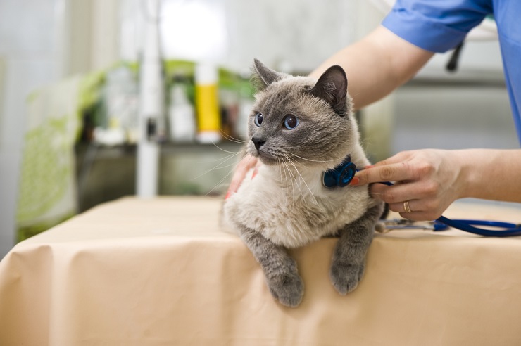 Come funziona il gabapentin per gatti