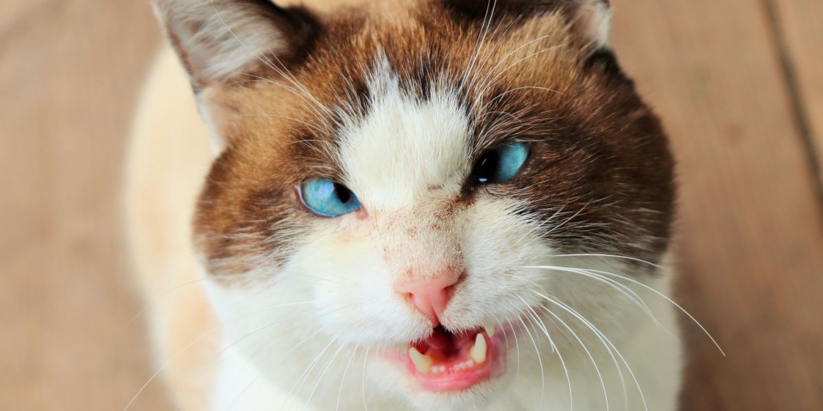 gatto strabico con occhi azzurri