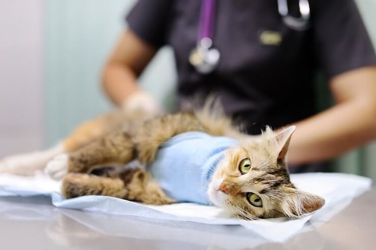 Gatto malato che riposa pacificamente, con un atteggiamento tranquillo e gli occhi chiusi, che mostra segni di malattia o disagio mentre cerca conforto e guarigione.