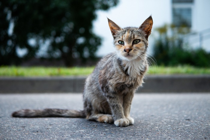 Un gatto magro e denutrito, con costole visibili e un aspetto fragile, segno di possibile malnutrizione o problemi di salute.