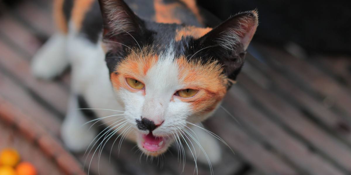 Un gatto deve vomitare dopo aver mangiato l'erba