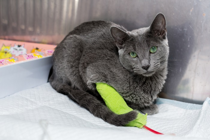 Un gatto grigio è seduto su un letto con un giocattolo verde.