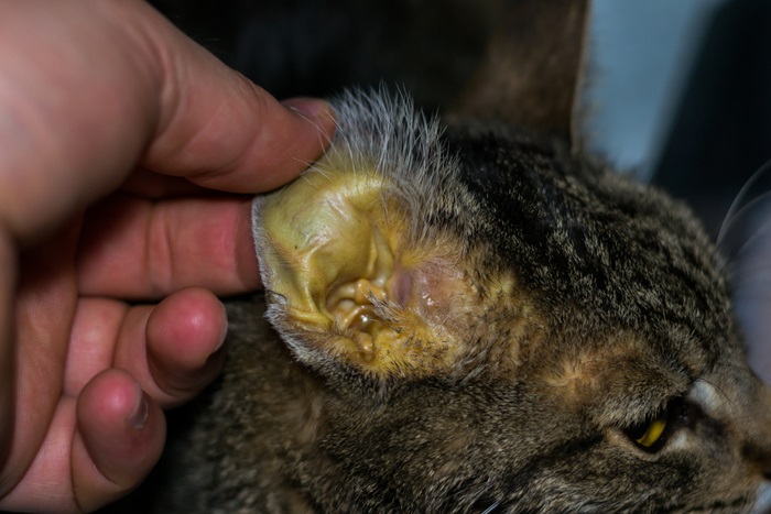 L'orecchio di un gatto viene toccato da una persona.