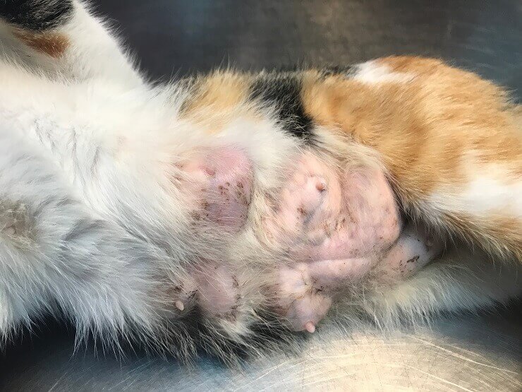 Un'immagine che affronta la presenza del cancro al seno nei gatti