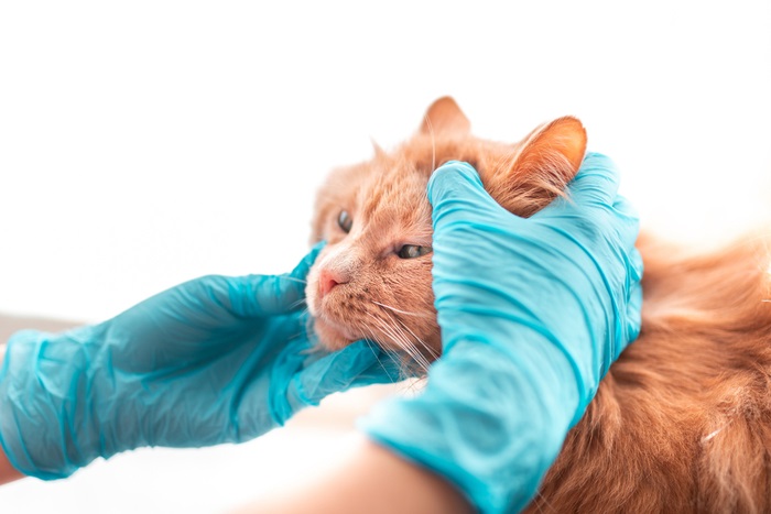 Un gatto arancione esaminato da una persona con guanti blu.