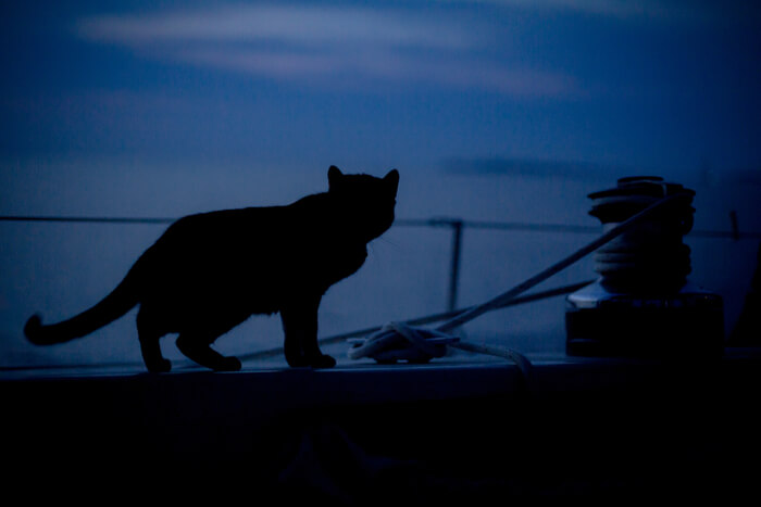 Gatto attivo al tramonto