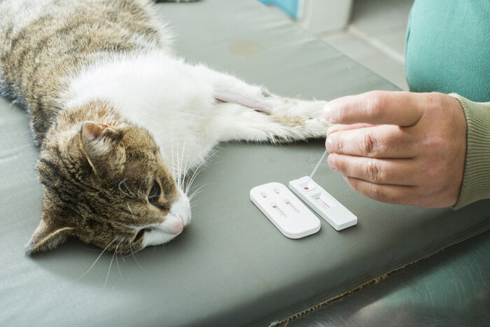 Un'immagine che mostra un veterinario che esegue un esame del sangue su un gatto