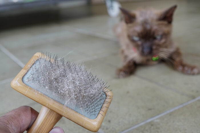 Immagine di un gatto bianco con forfora sul pelo, su uno sfondo scuro.