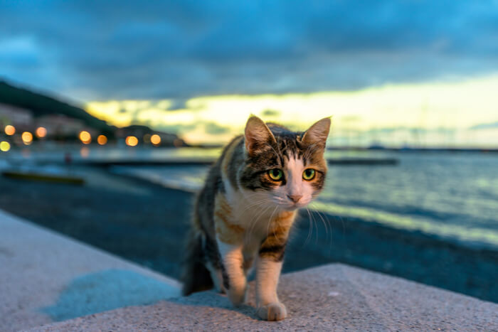 Gatto che cammina la sera