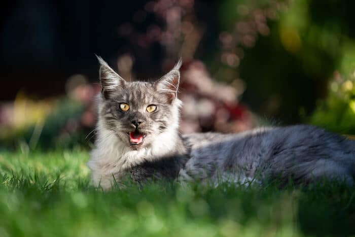 Maine Coon che ansima