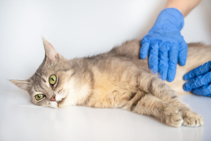 Persona guantata che palpa l'addome di un gatto