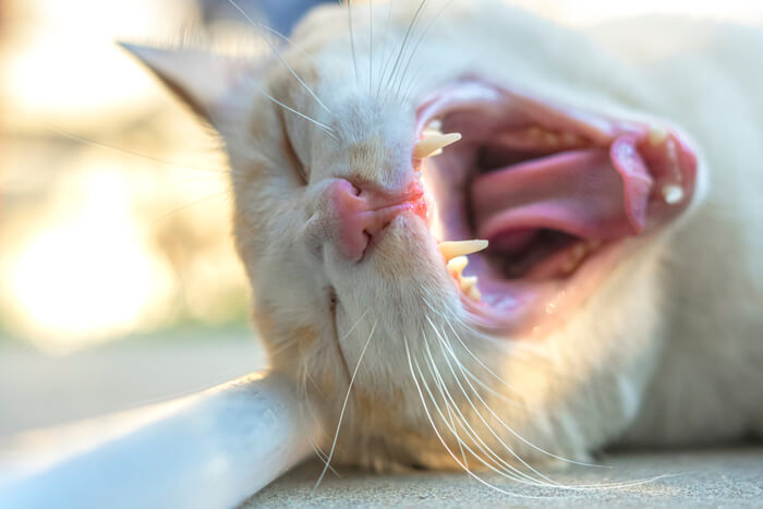 Rappresentazione visiva di un gatto con l'alito cattivo, che evidenzia l'importanza della cura dei denti e dei controlli regolari per affrontare potenziali problemi di salute orale che possono influire sul benessere generale del gatto.